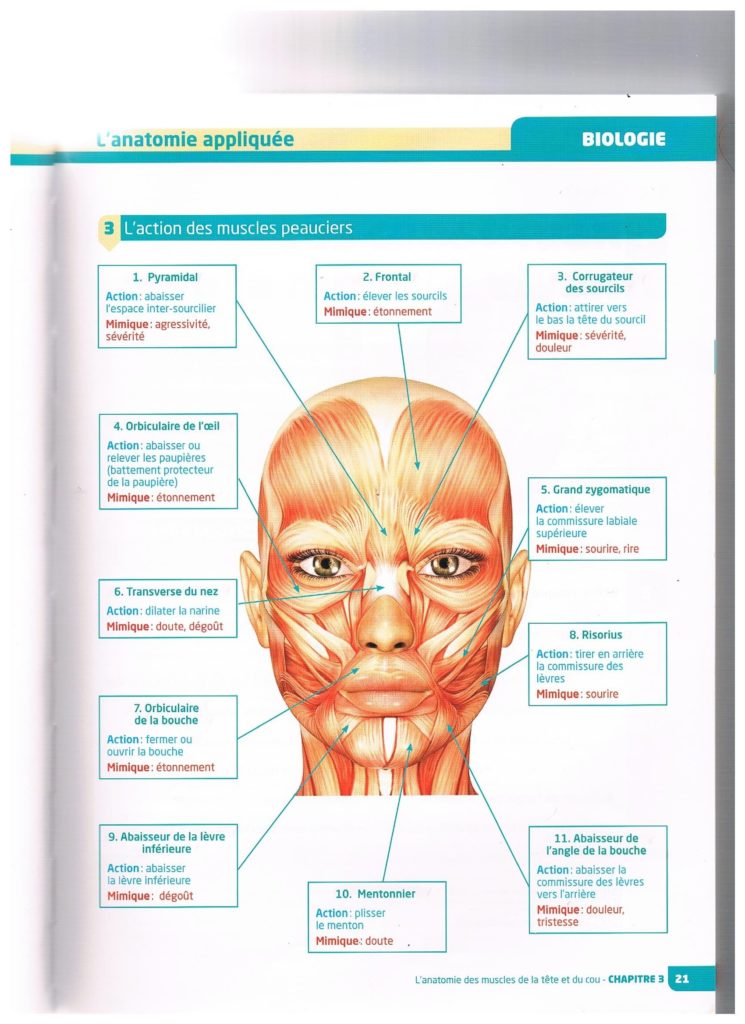 Muscles peauciers du visage 